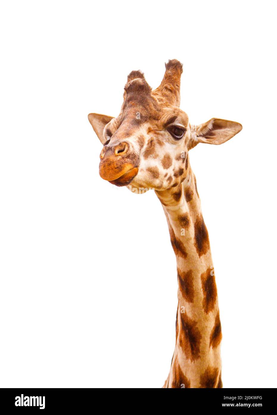 Gros plan de la tête de girafe isolée sur blanc Banque D'Images