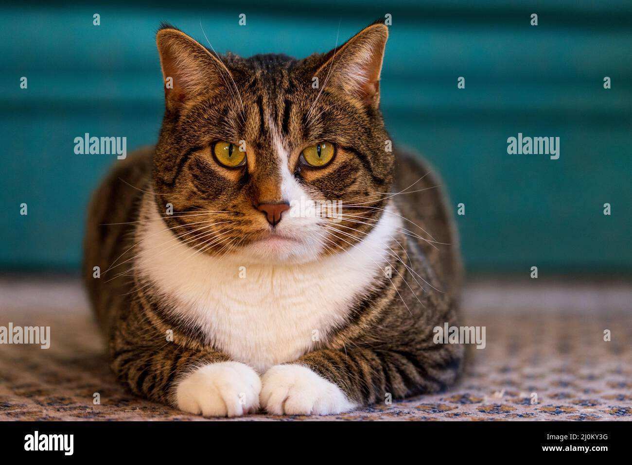 Chat assis au sol avec une posture et une expression sérieuses Banque D'Images