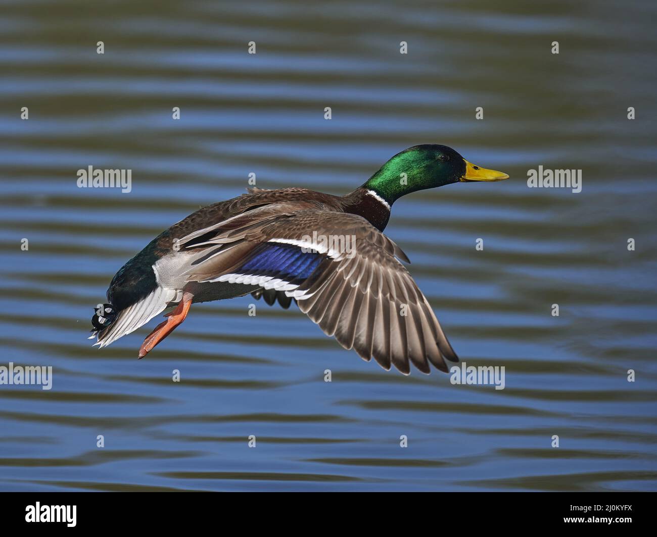 Canard colvert Banque D'Images