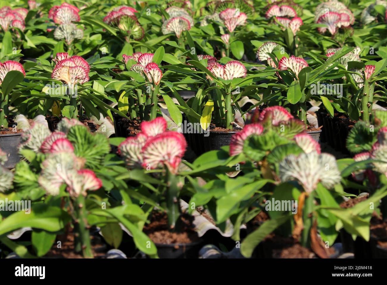 photo de euphorbia lactea cristata dans le jardin Banque D'Images