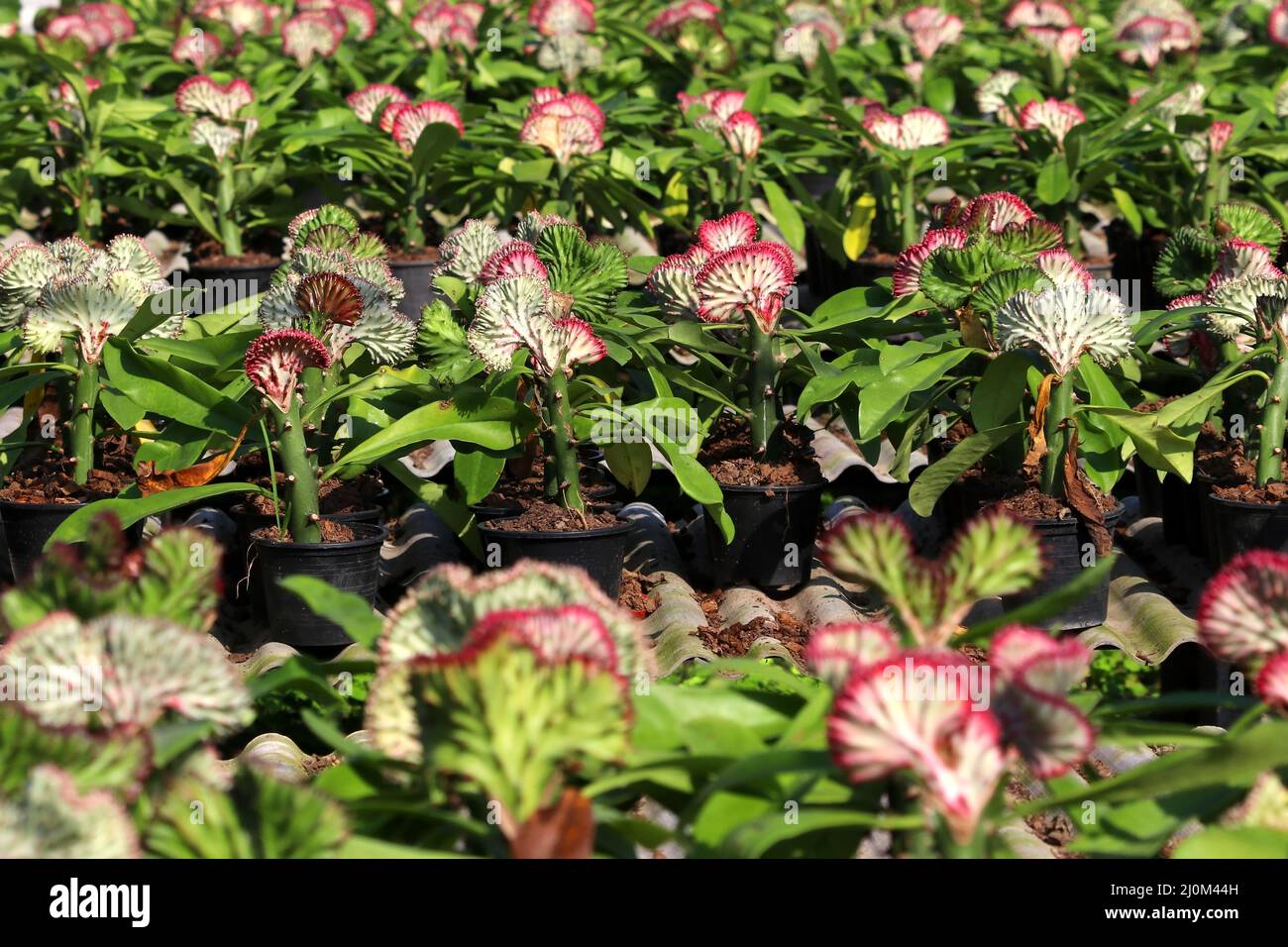 photo de euphorbia lactea cristata dans le jardin Banque D'Images