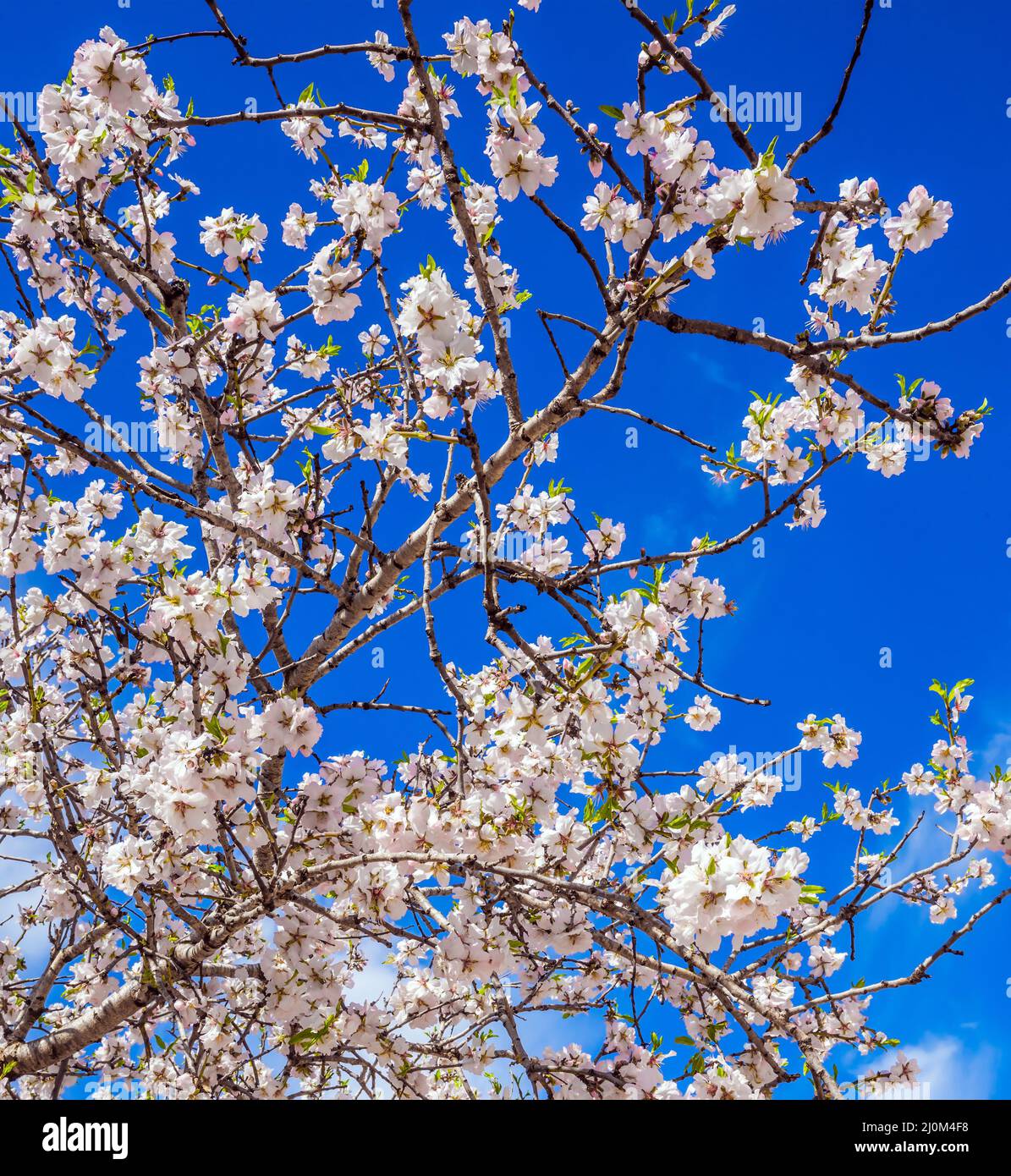 Printemps est venu Banque D'Images