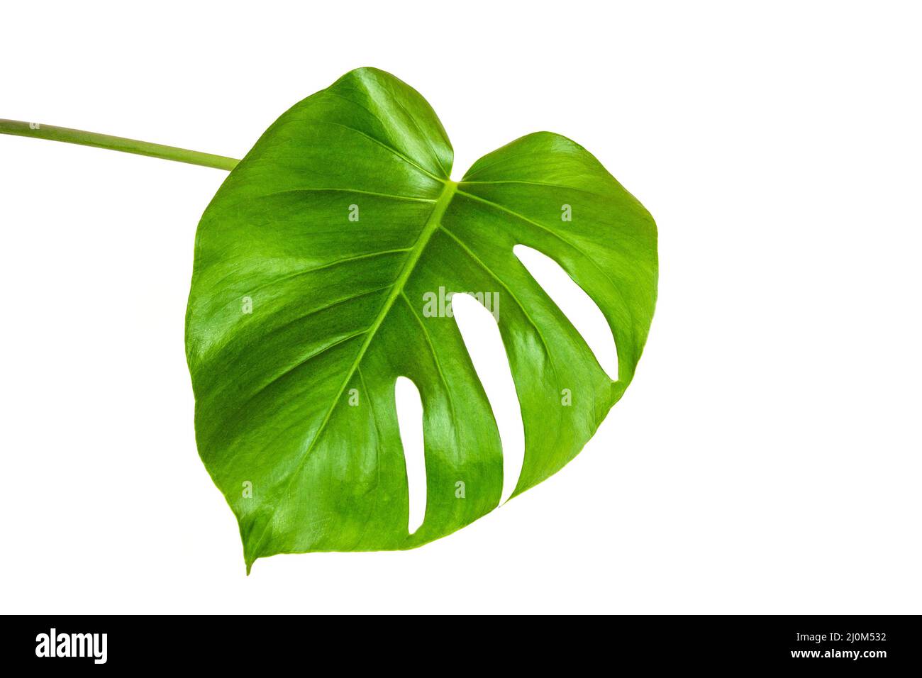 Feuille verte d'une plante de monstère tropicale isolée sur fond blanc Banque D'Images