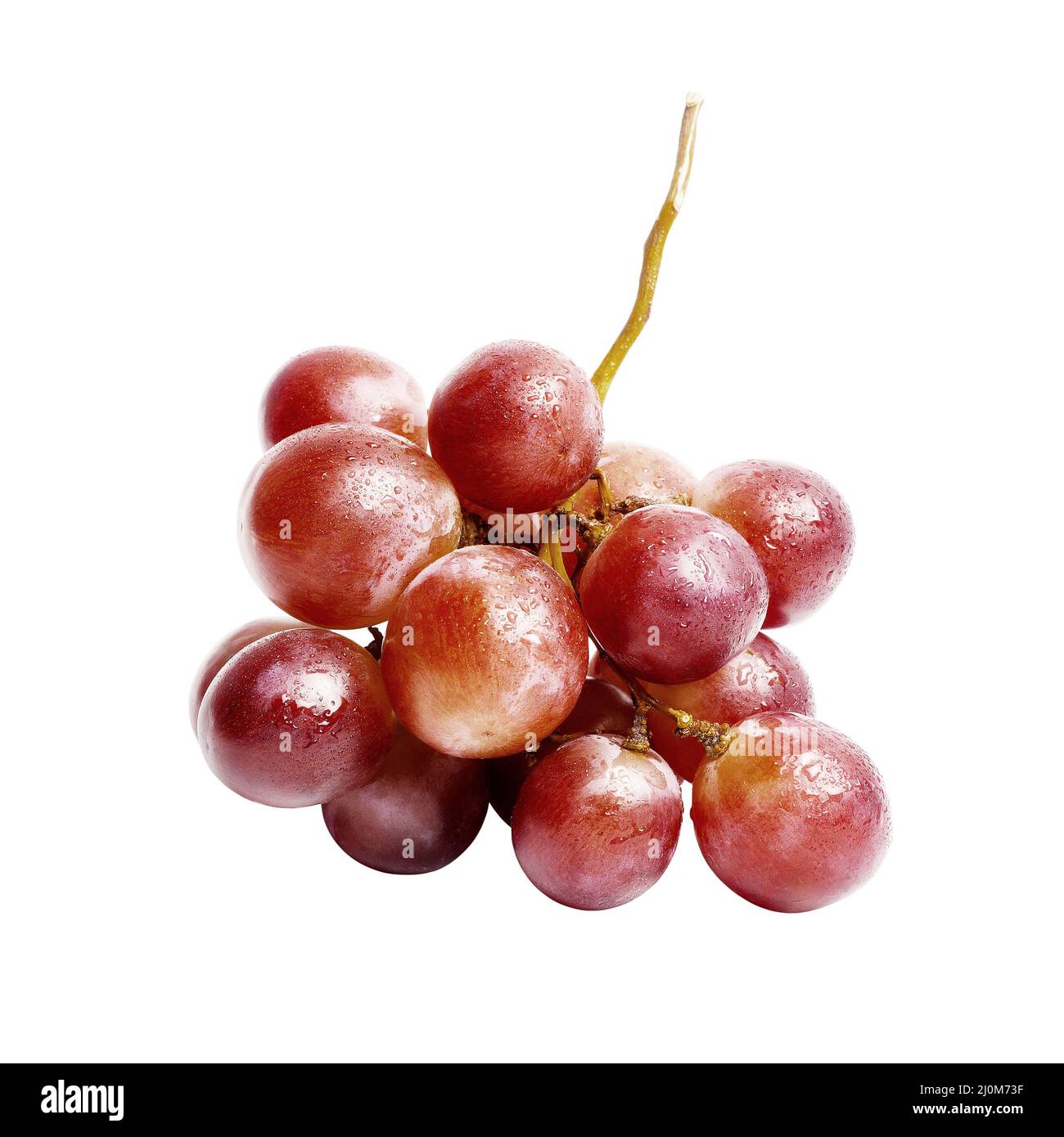 Raisins bordeaux mûrs et brillants avec gouttes de rosée. Fruits frais sur fond blanc Banque D'Images