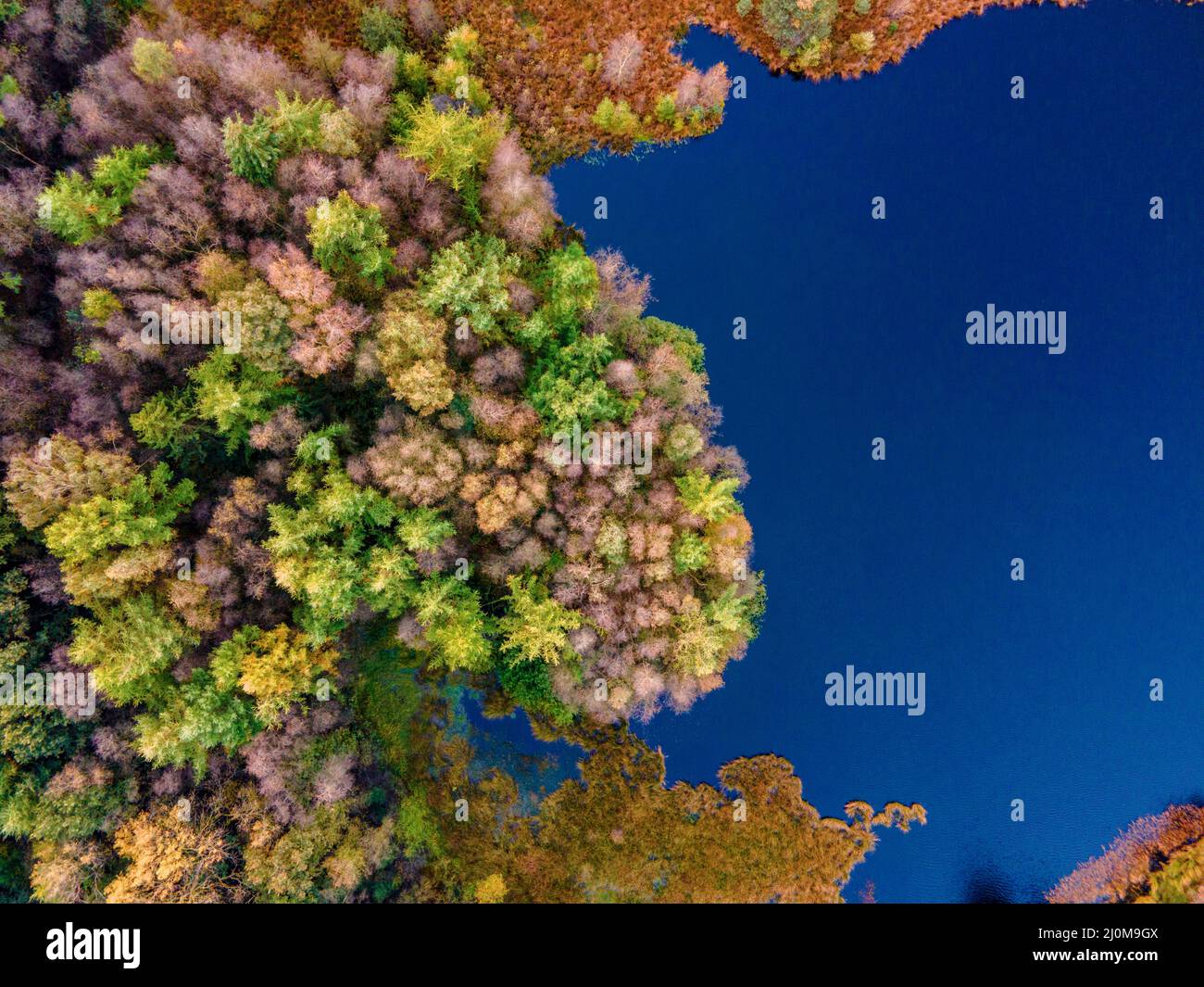 Couleurs d'automne avec des arbres rouges orangés en octobre dans le parc national Drentsche AA, arbres d'automne colorés aux pays-Bas Drenthe d Banque D'Images