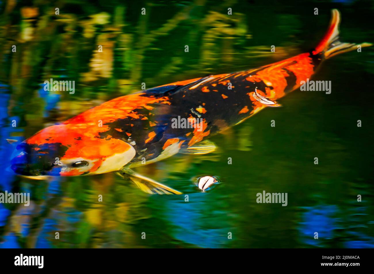 Koi, également connu sous le nom de carpe japonaise, nagez dans Mirror Lake à Bellingrath Gardens, le 4 mars 2022, à Theodore, Alabama. Banque D'Images