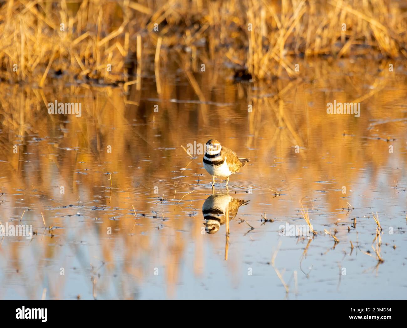Killdeer et réflexion dans la lumière chaude Banque D'Images