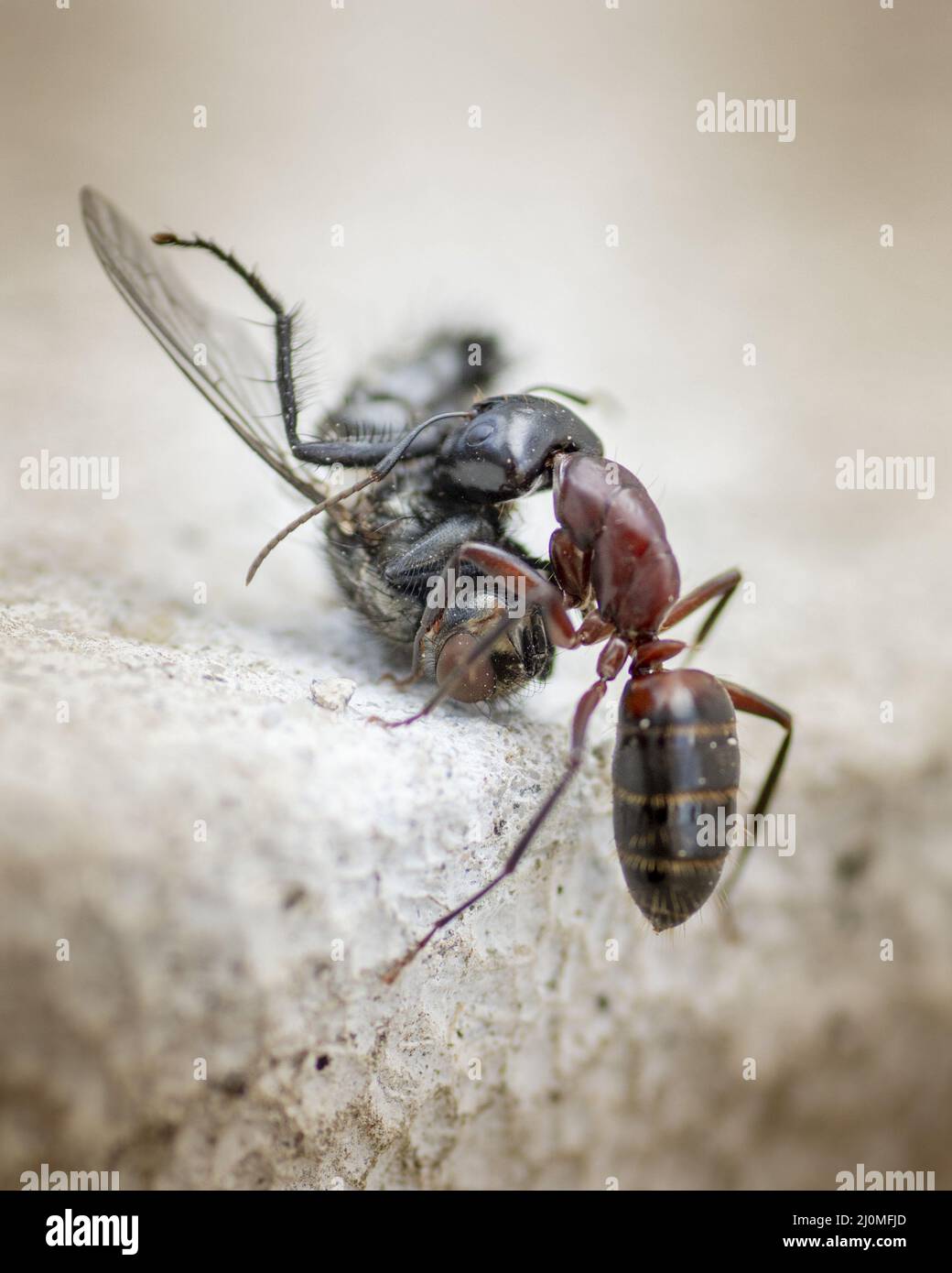 Un Ant transportant une maison morte vole sur une surface de sol en béton. Gros plan. Macro. Banque D'Images