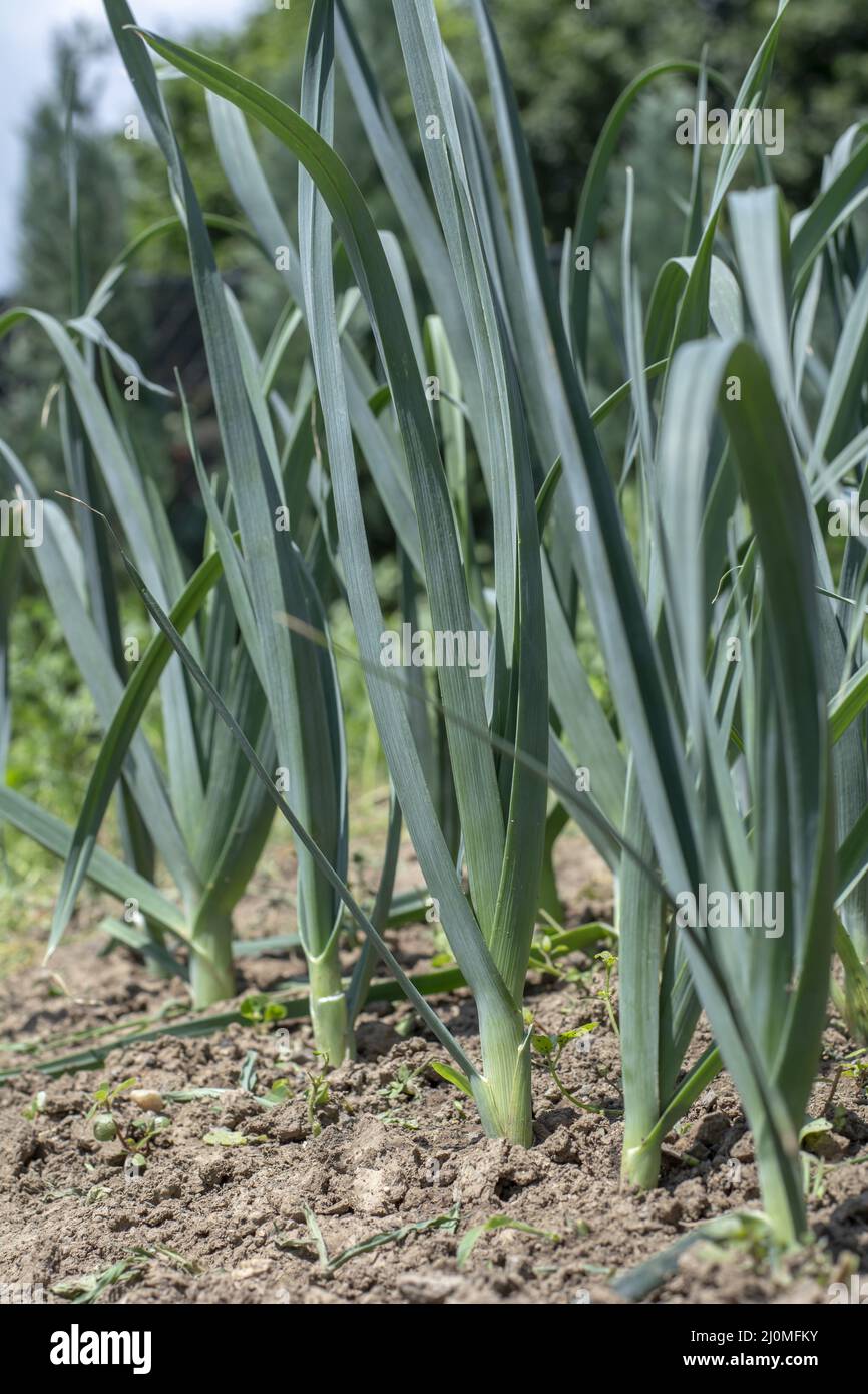 Les poireaux biologiques (Allium ampelloprasum) poussent dans le jardin. Les poireaux sauvages dicotylédones dans un sol. Banque D'Images