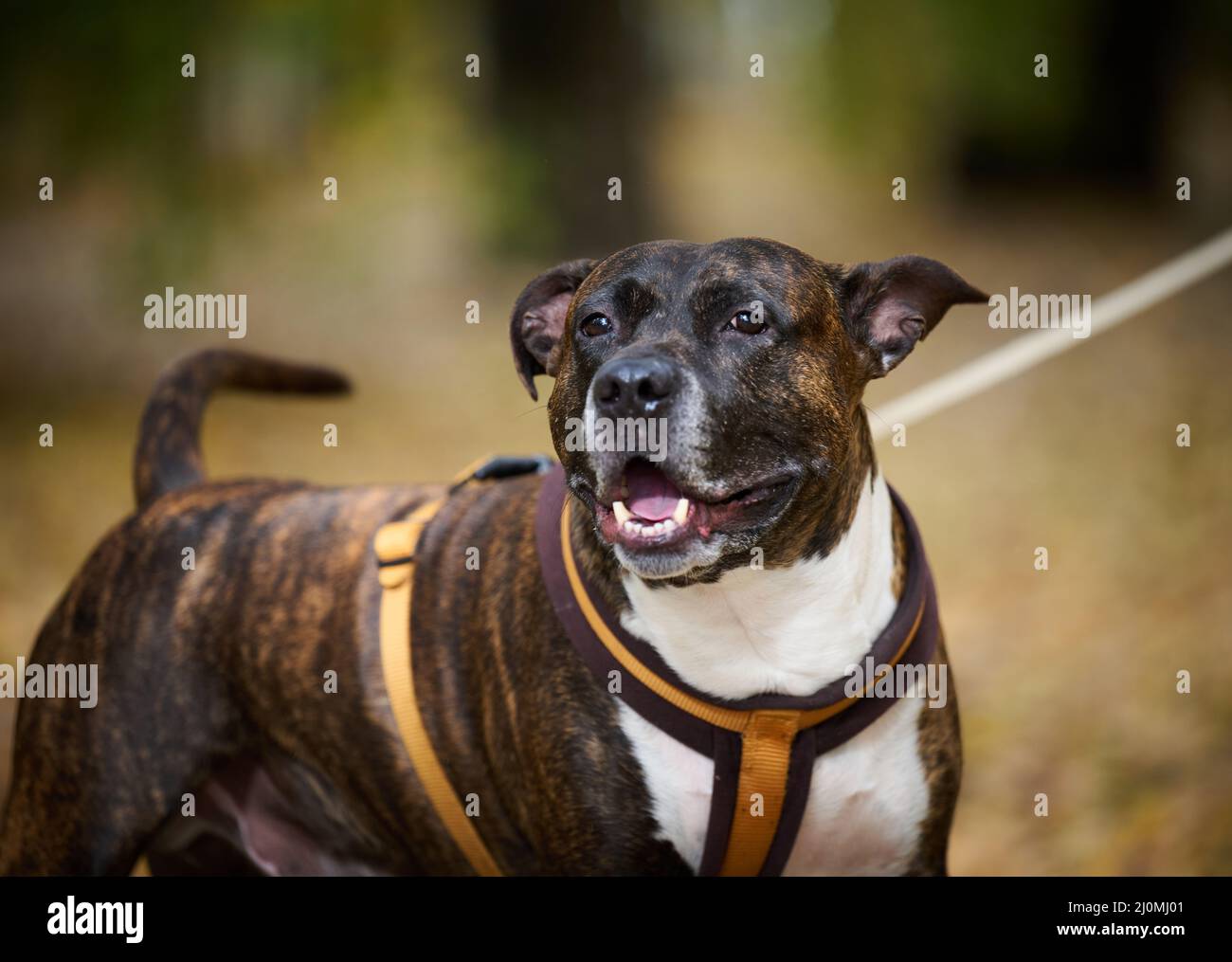 Le Bull-terrier américain à fosse pour adultes se dresse dans un parc d'automne et regarde sur le côté. La bouche est ouverte et la langue se colle ou Banque D'Images