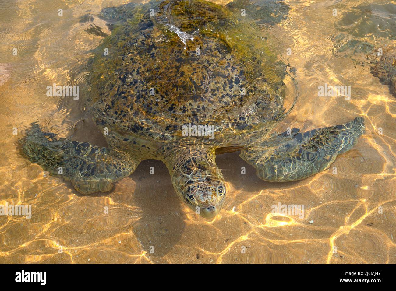 Une grande tortue de mer sur les échalodes de la côte de l'océan Indien. Sri Lanka Banque D'Images