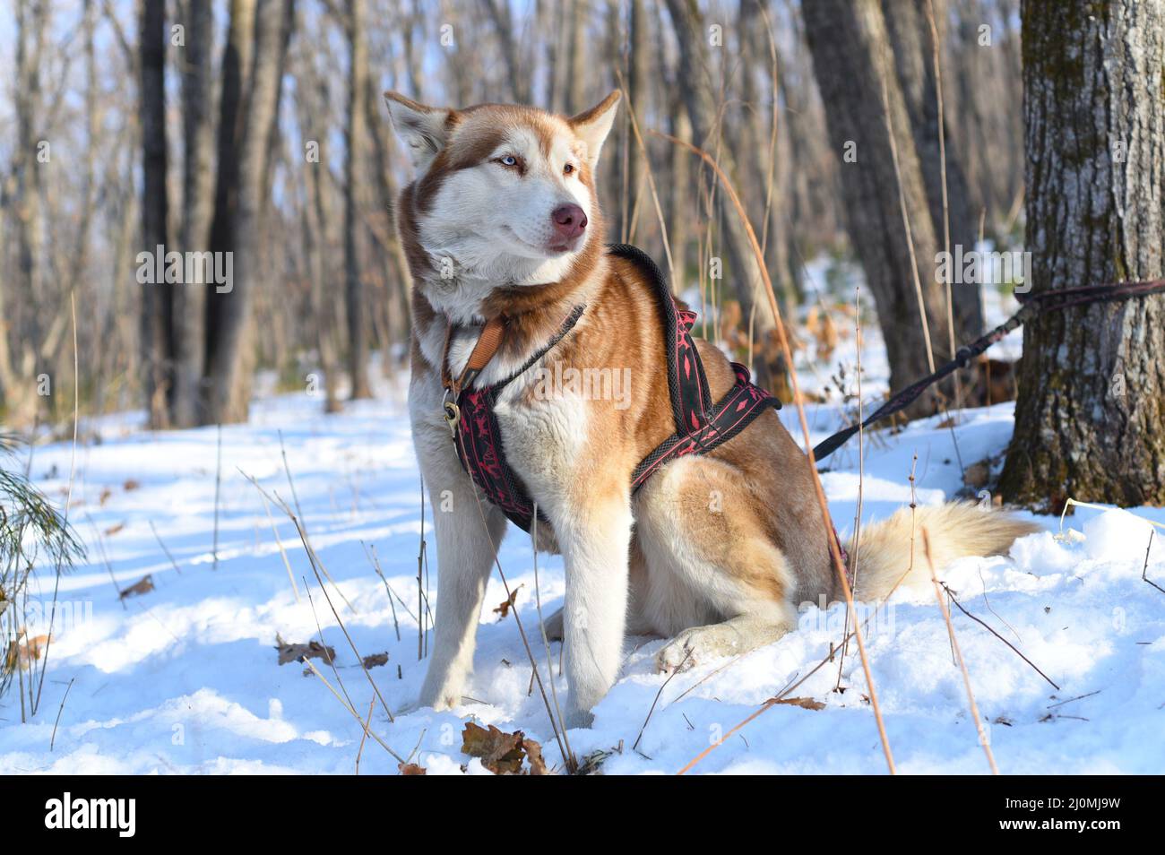 Jeune husky sibérien avec des yeux différents regardant loin Banque D'Images