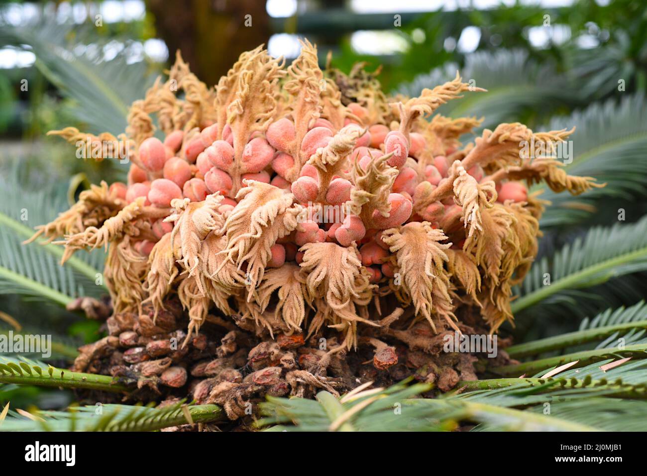 Des fleurs de cycad couchées en gros plan Banque D'Images