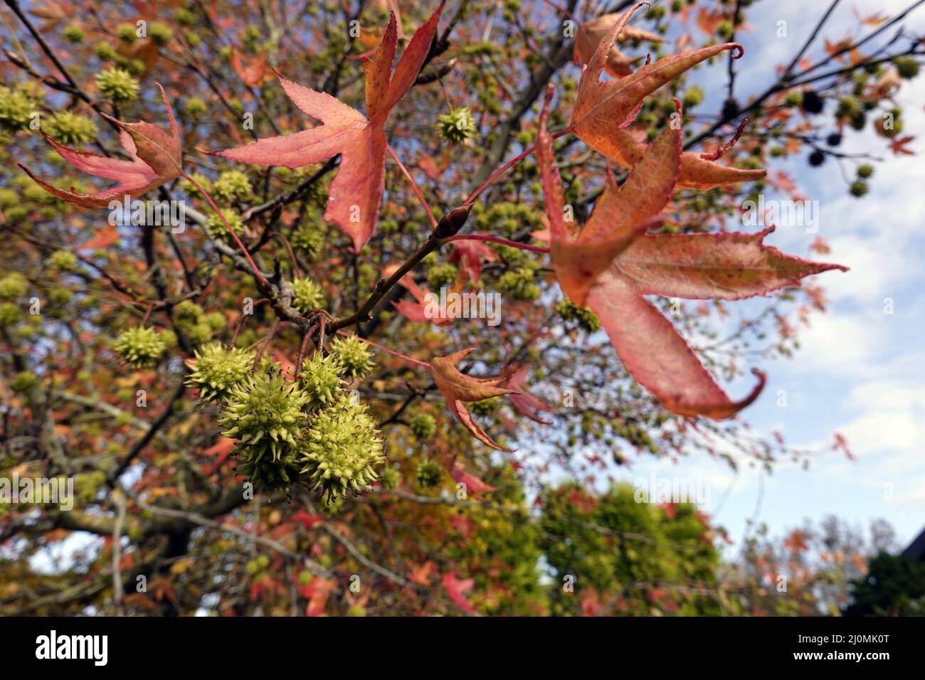 Arbre ambre américain (Liquidambar styraciflua) - arbre aux fruits et feuillage de couleur automnale Banque D'Images