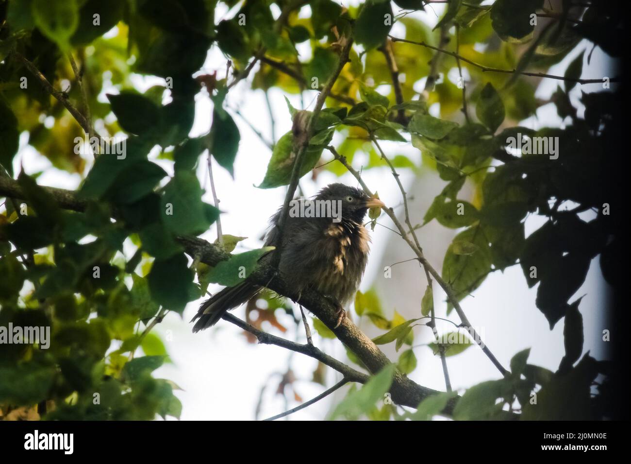 Un Babbler de jungle doux assis sur Une perruque d'Un arbre. Banque D'Images