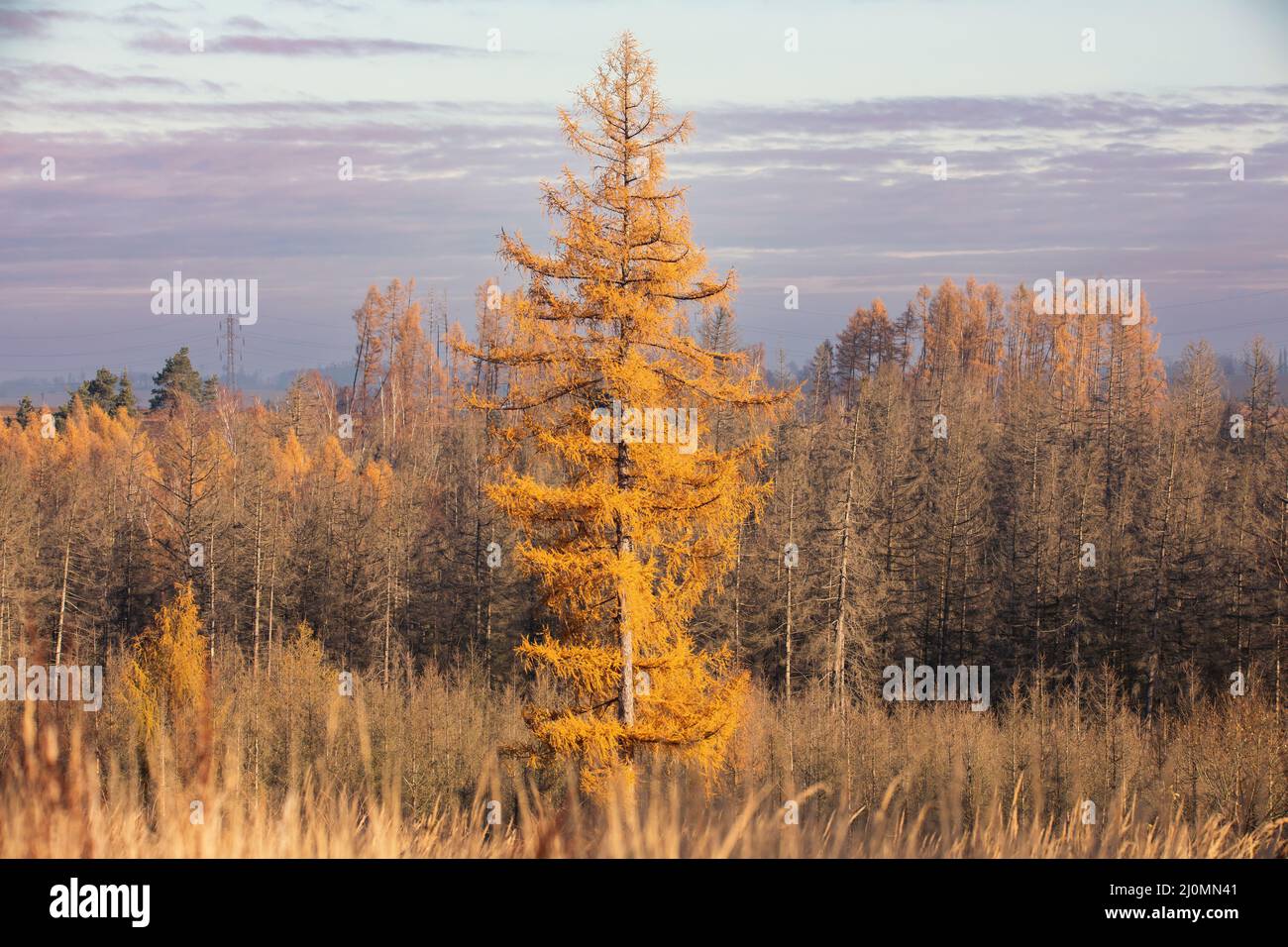 Automne saison d'automne avec beau arbre coloré Banque D'Images