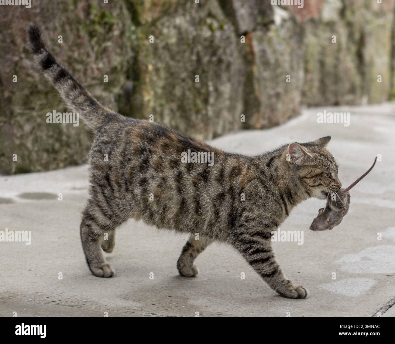 Chat gris nu tenant une petite souris grise dans ses dents. Chat tenant une souris dans sa bouche. Banque D'Images