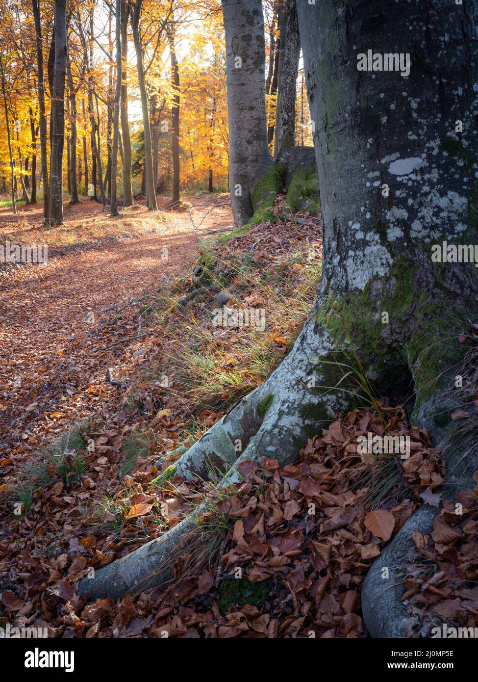 Feuilles de couleur automnale baignant dans la lumière du soleil dans l'avenue des hêtres Banque D'Images