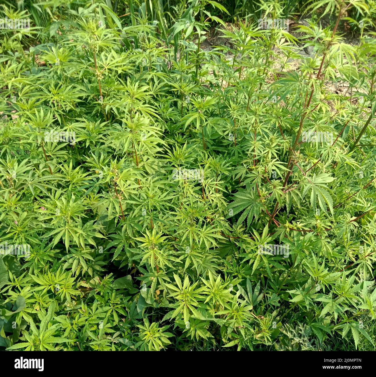 Vert frais Cannabis sativa indica feuilles ou bhang plante Banque D'Images