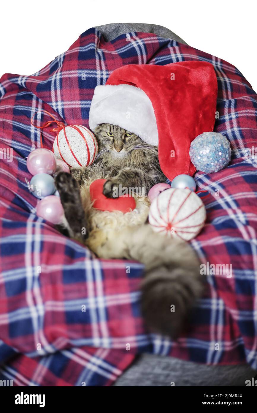 Chat de Noël sur un tissu écossais. Avec décorations de vacances. Chat de père noël offensé. Le chat gourmand ne donne pas de cadeaux. Concentrez-vous sur le museau Banque D'Images