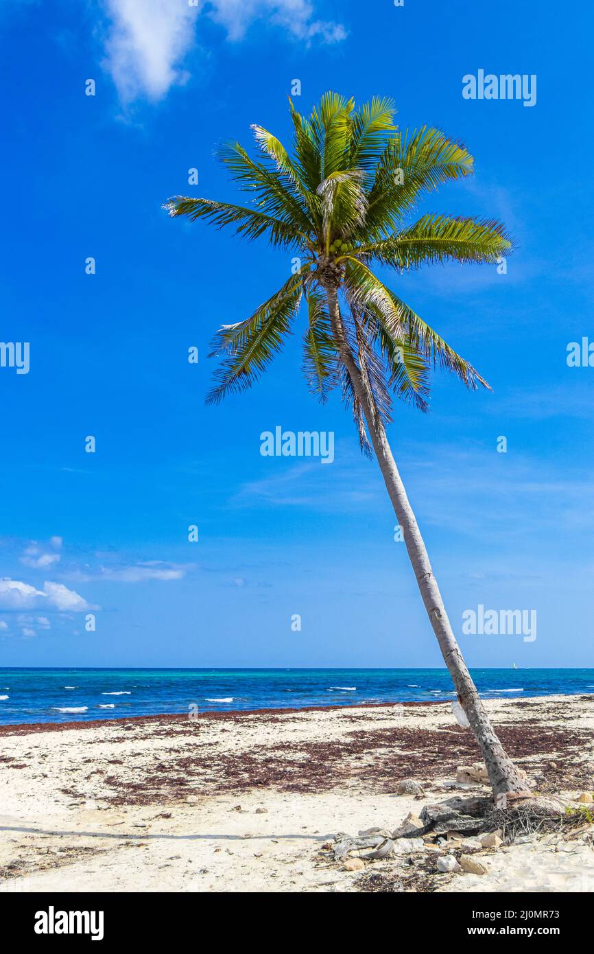 Palmier tropical en pente bleu ciel Playa del Carmen Mexique. Banque D'Images