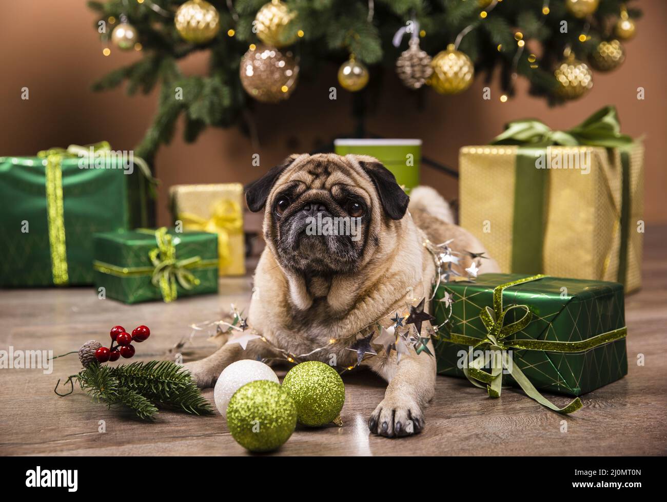 Vue de face chien domestique regardant des cadeaux de noël Banque D'Images