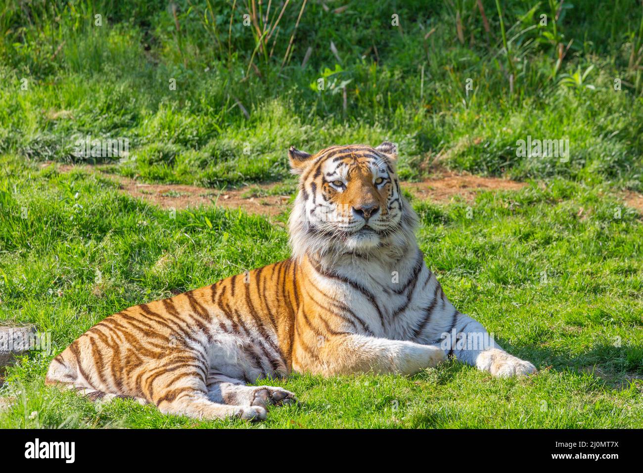Tigre dans un zoo sauvage - l'un des plus grands carnivores de la nature. Banque D'Images