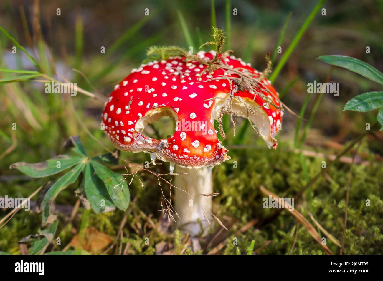 Vieux gros tabouret rouge poussant dans la forêt. Arrière-plan de la forêt naturelle. Banque D'Images
