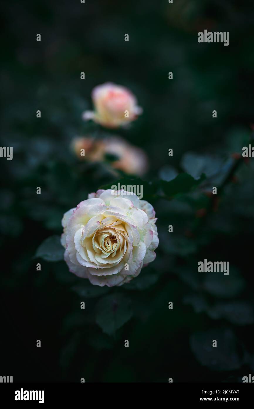 Belles roses avec arrière-plan de feuillage foncé, papier peint naturel photo Banque D'Images