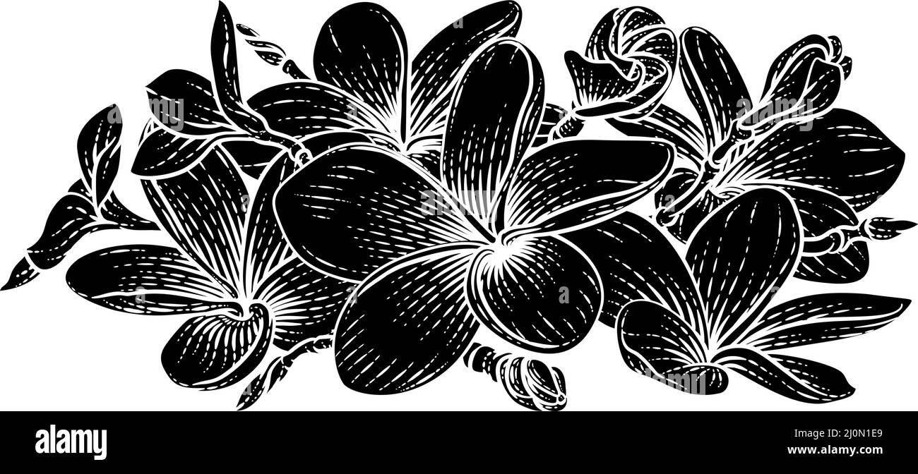 Plumeria Frangipani Tropical Bali Flower Drawing Illustration de Vecteur
