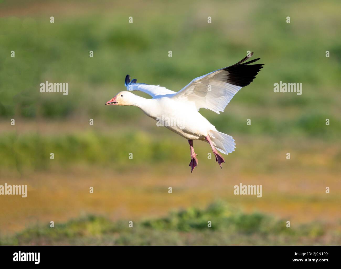 Snow Goose Landing Banque D'Images