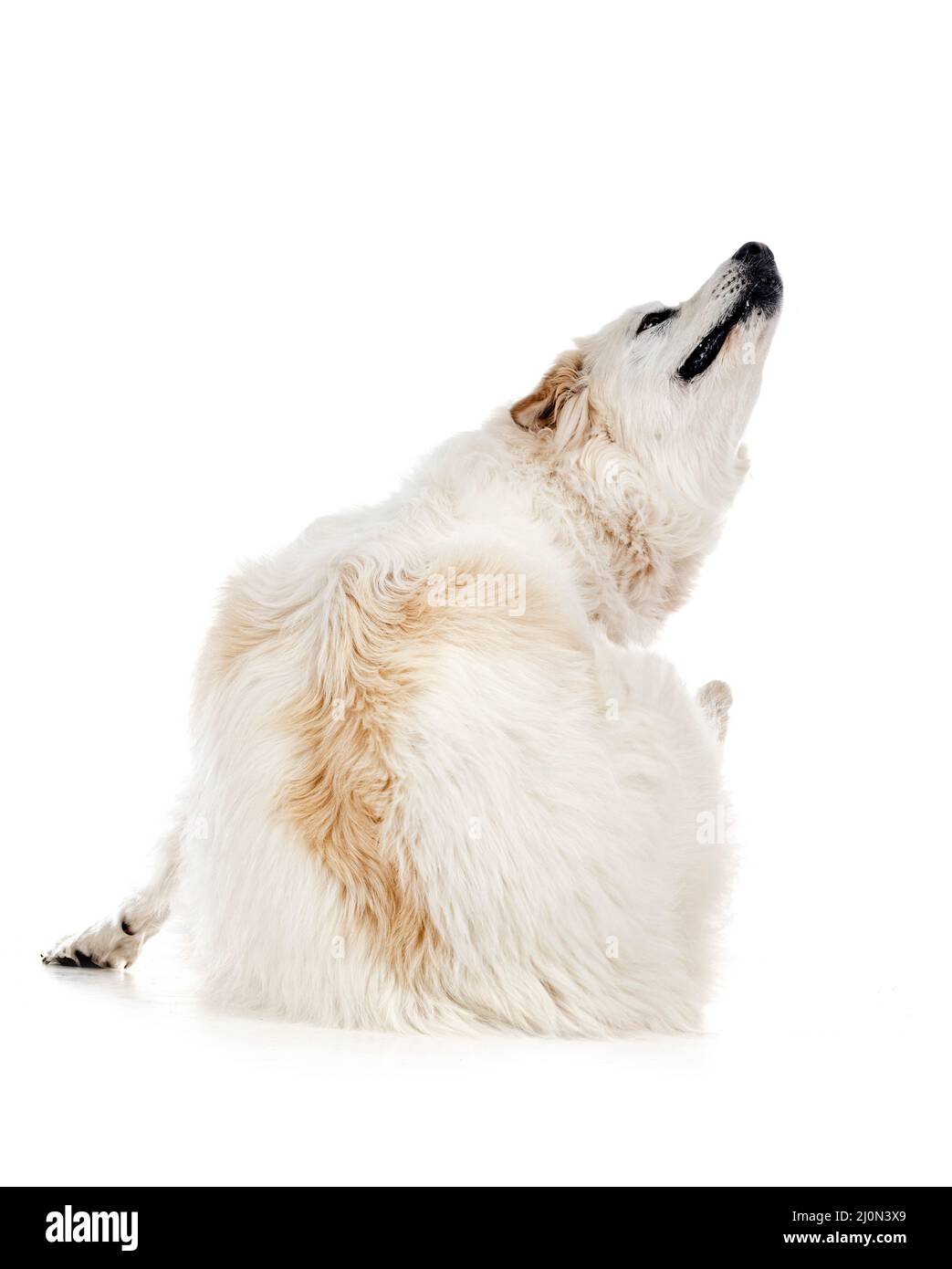 Chien de montagne pyrénéen devant un fond blanc Banque D'Images