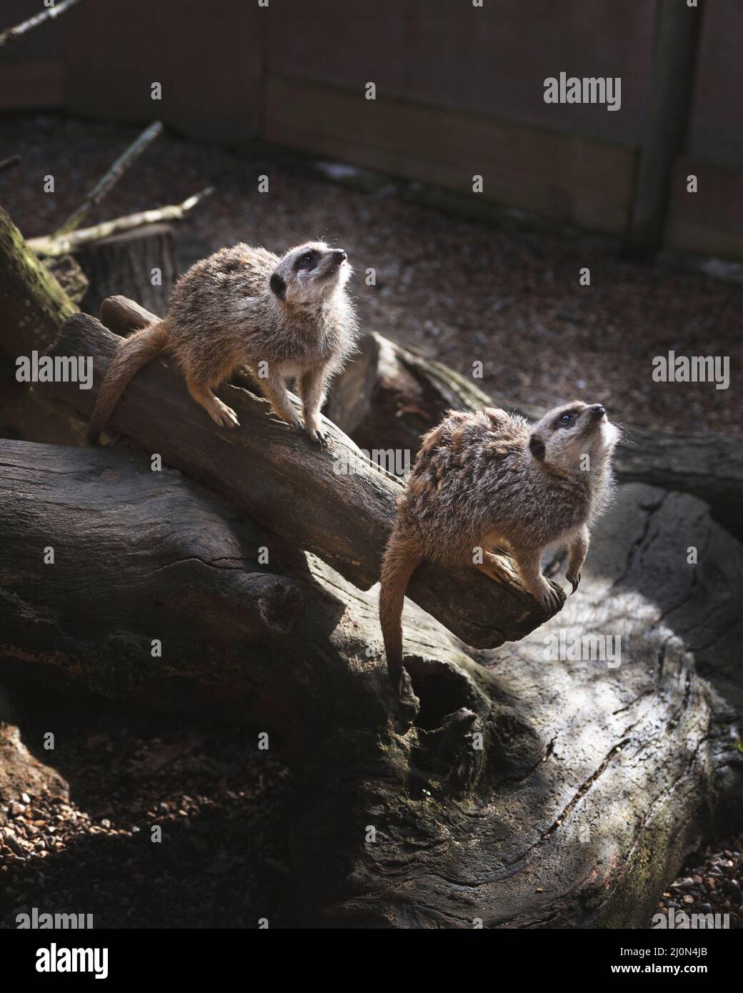 Deux meerkats en captivité au Royaume-Uni, 2022 Banque D'Images