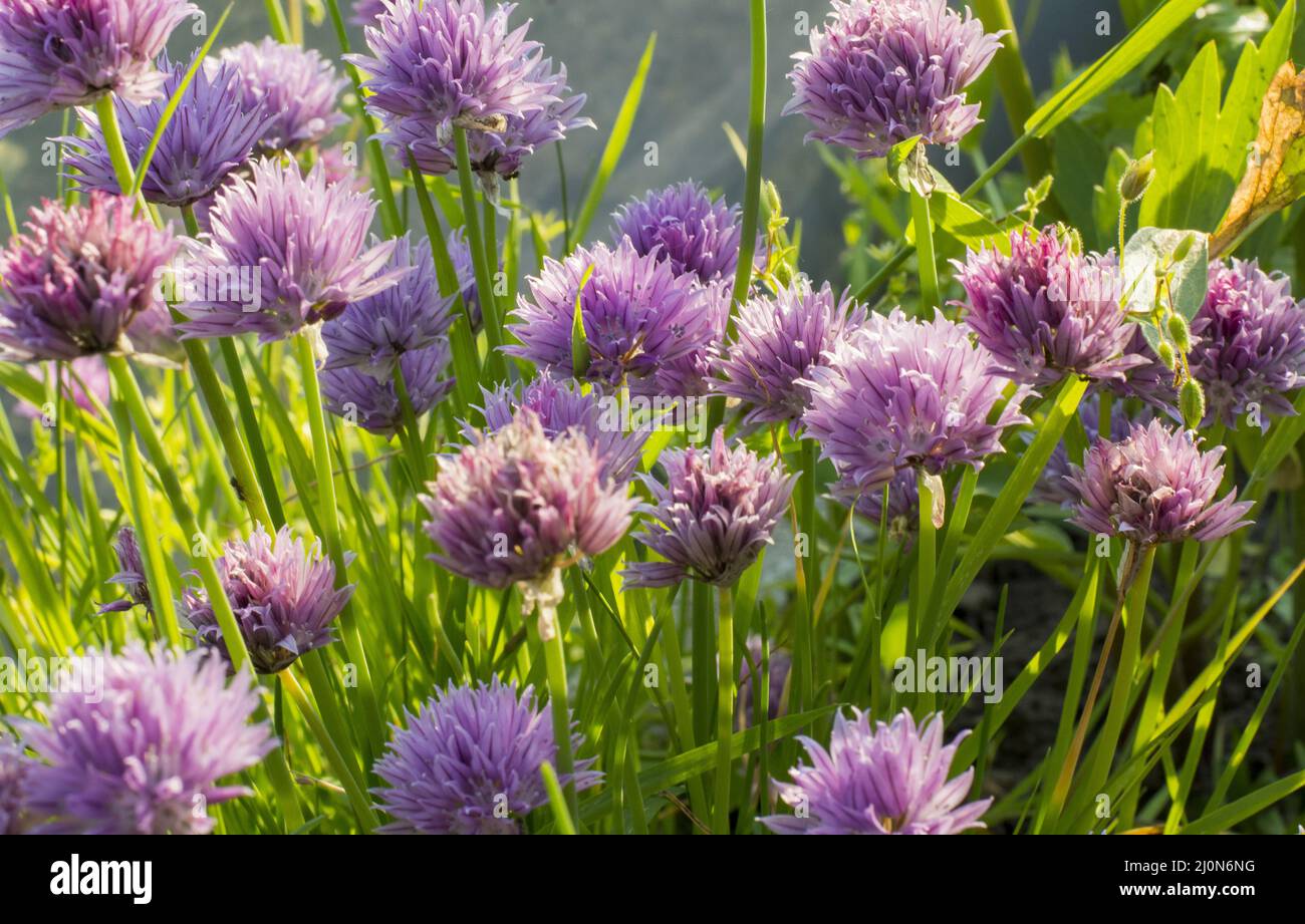 Fleurs de ciboulette violette. Ciboulette fleurie dans le jardin. Mise au point sélective. Bokeh. Banque D'Images