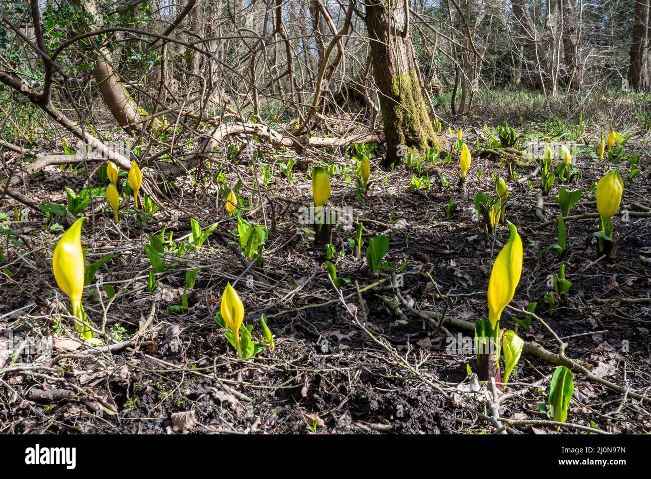 Le chou américain de la mouffette (Lysichiton americanus), une plante non indigène envahissante dans les bois humides, Surrey, Angleterre, Royaume-Uni Banque D'Images