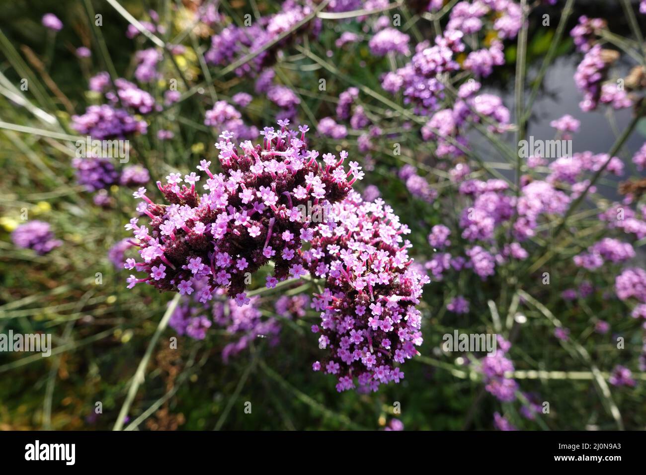 Verveine patagonienne (Verbena bonariensis, Syn.: Verbena inamoena), également verbène Argentine. Banque D'Images