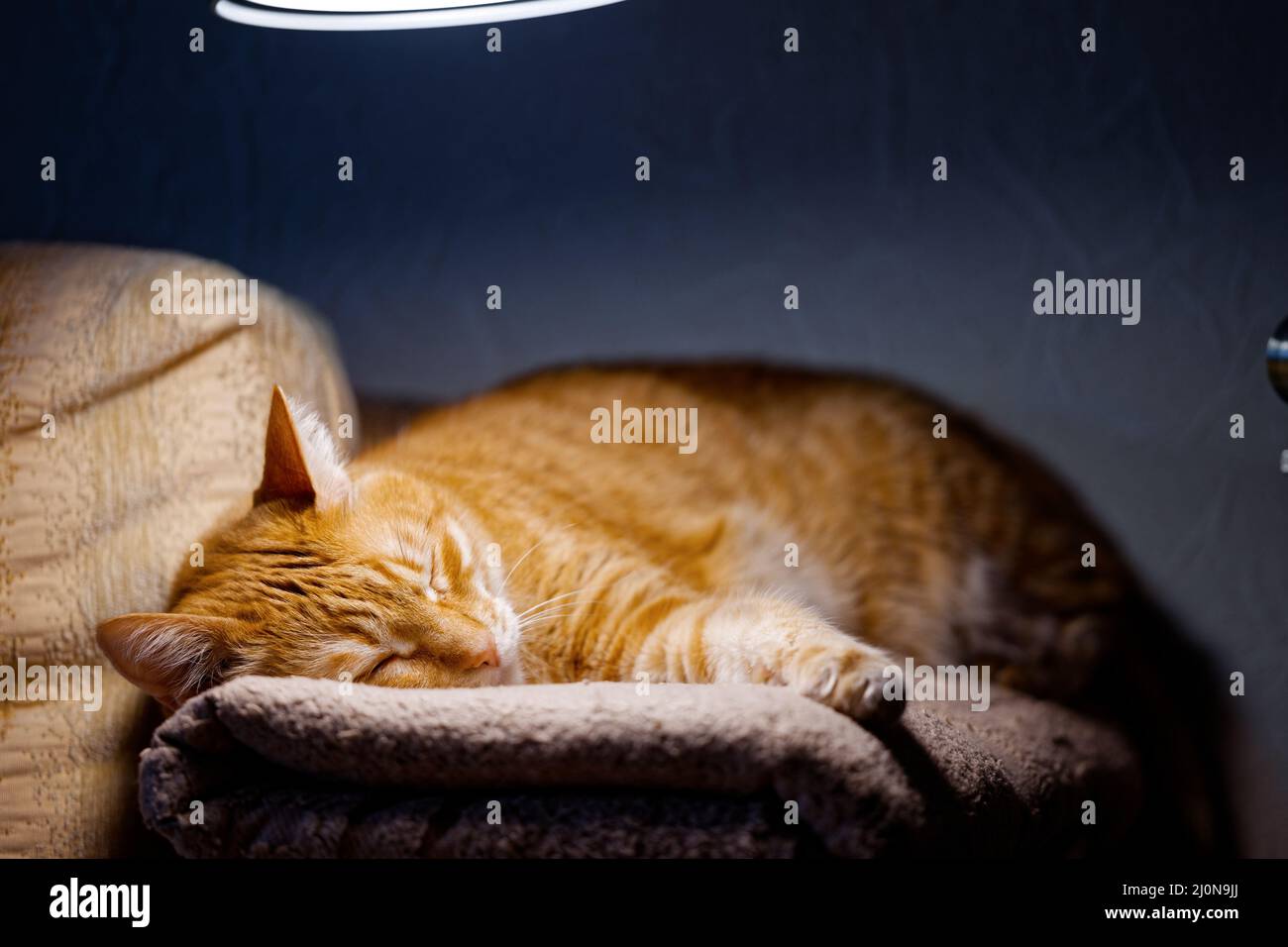 Le chat rouge se trouve sur le canapé et dort sous la lumière de la lampe. Mise au point peu profonde. Banque D'Images Le chat rouge se trouve sur le canapé et dort sous la lumière de la lampe. Mise au point peu profonde. Banque D'Images