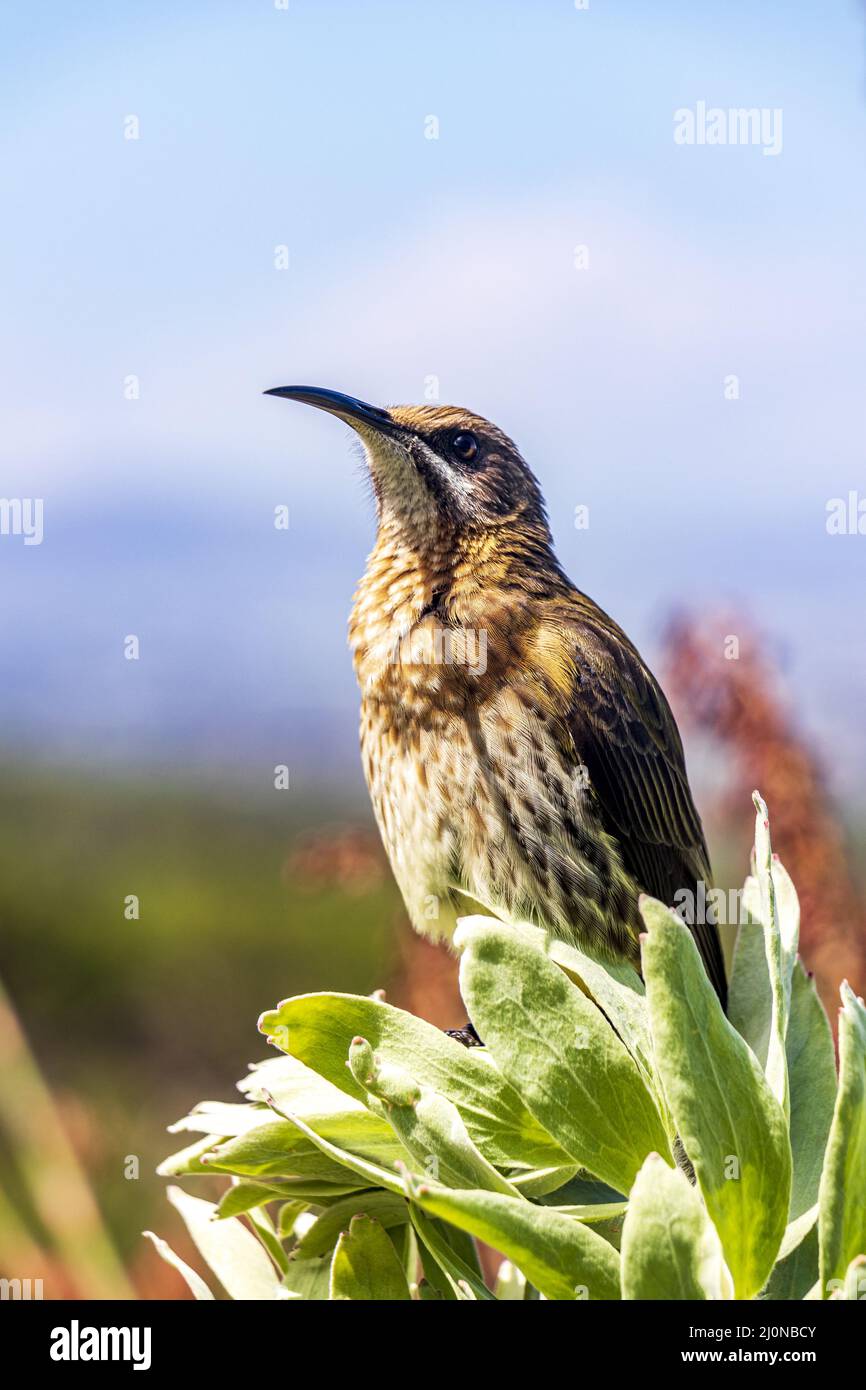 Le sugarbird du cap est assis sur des fleurs de plantes, jardin botanique national de Kirstenbosch. Banque D'Images