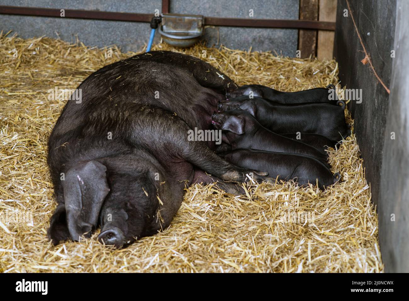 Royaume-Uni, Angleterre, pays de l'Ouest, Devonshire. Gros porc britannique noir de race rare avec oreilles de lop. Le seul cochon noir de Grande-Bretagne. Une truie avec sa litière. Banque D'Images