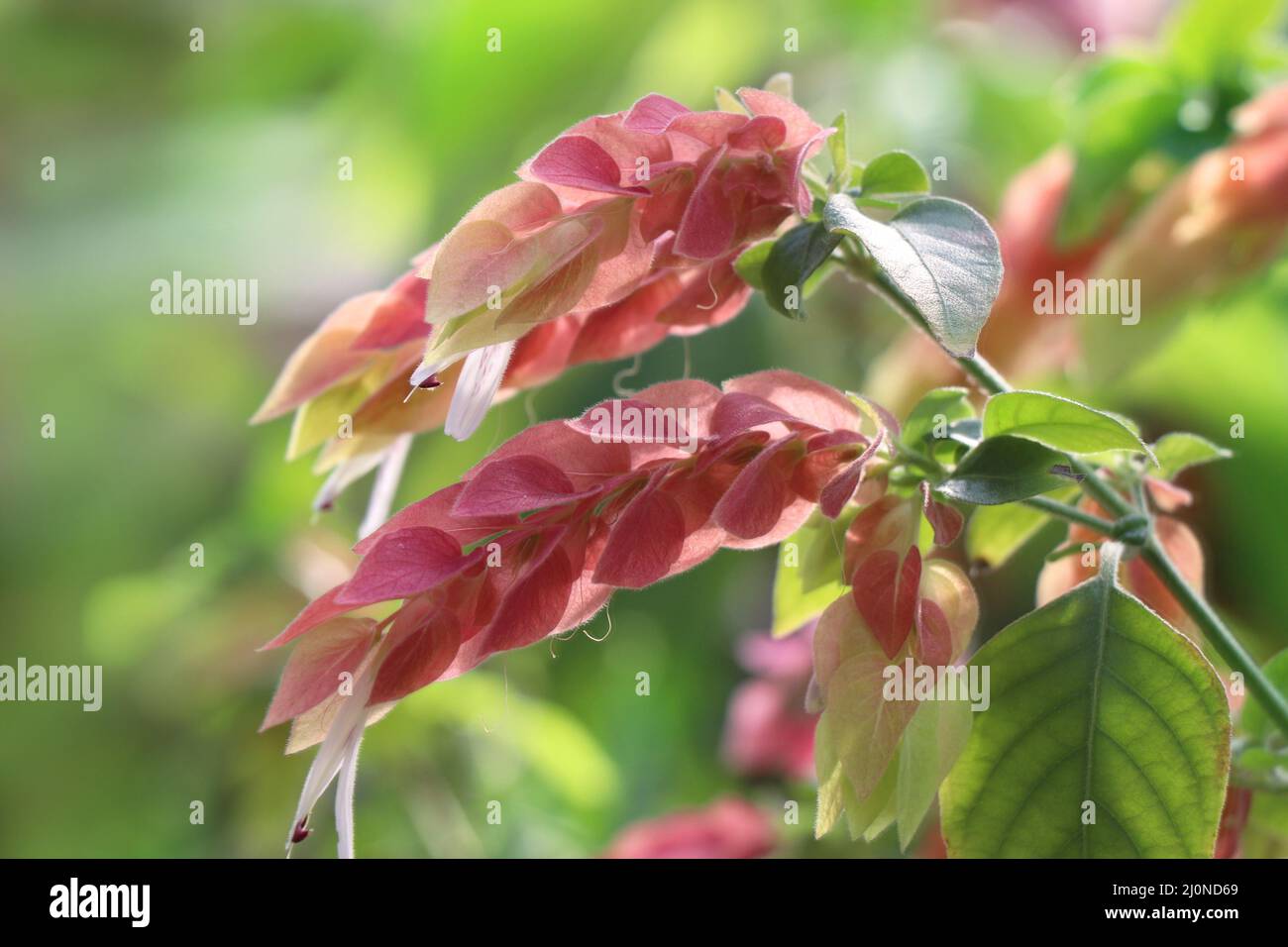 Fausse plante Banque de photographies et d'images à haute résolution - Alamy