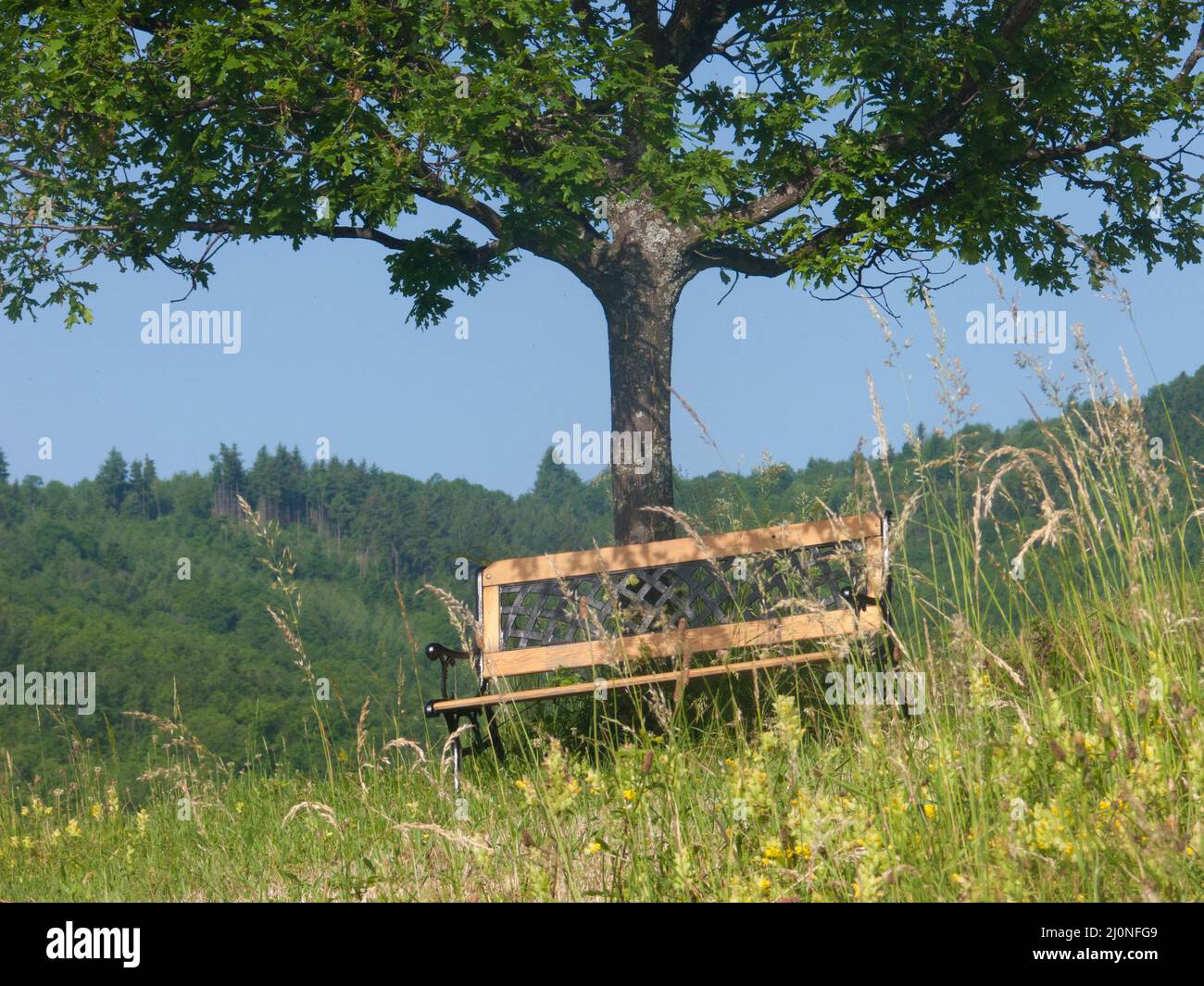 Belle photo d'un banc et d'un arbre le jour ensoleillé Banque D'Images