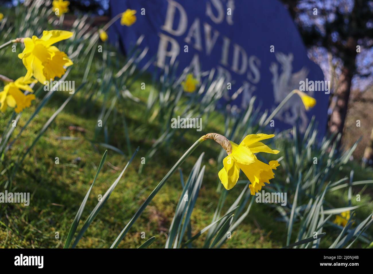 Jonquilles jaunes fleuries de Wilder avec dragon gallois et panneau du parc St Davids Banque D'Images