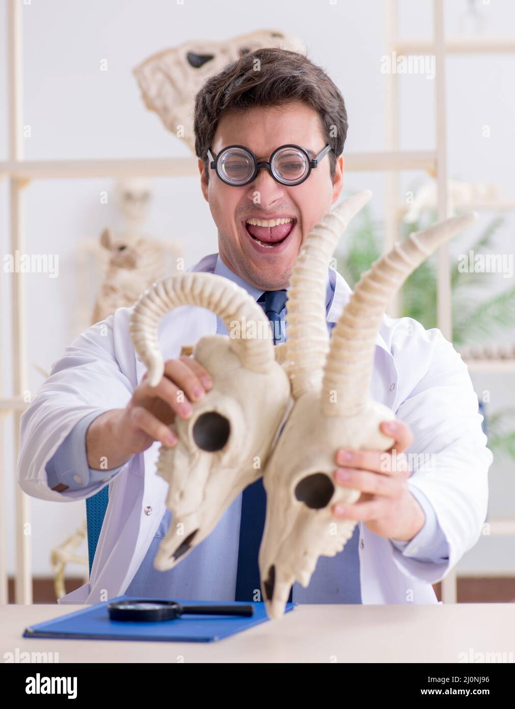 Le professeur fou drôle l'étude de squelettes d'animaux Banque D'Images