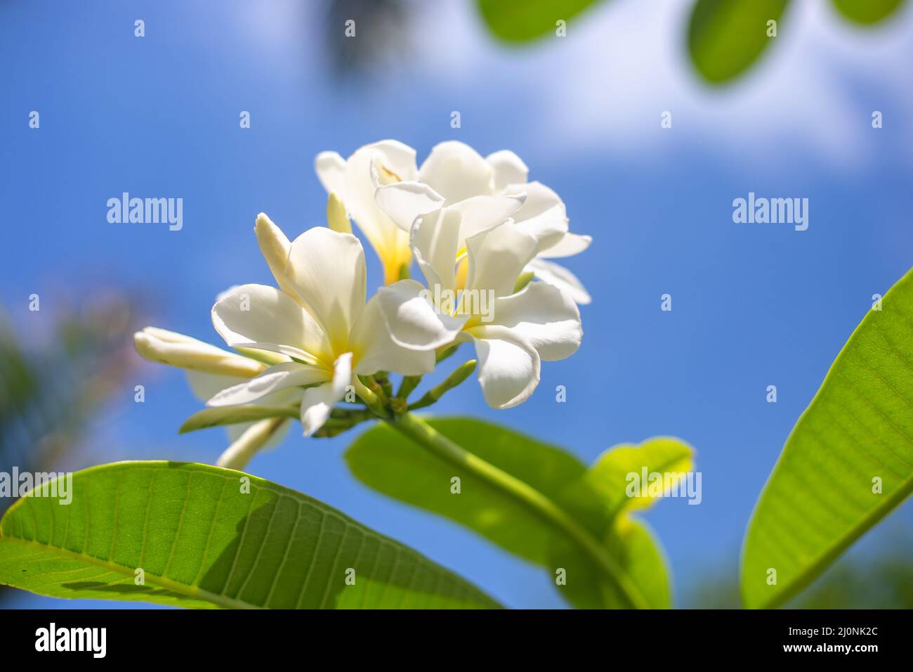 Ouverture des bourgeons blancs d'une fleur frangipani sur un arbre contre un ciel bleu. Banque D'Images