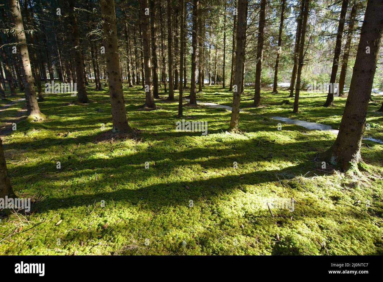 Le printemps est juste au coin de la forêt avec beaucoup de soleil et de températures chaudes. Banque D'Images
