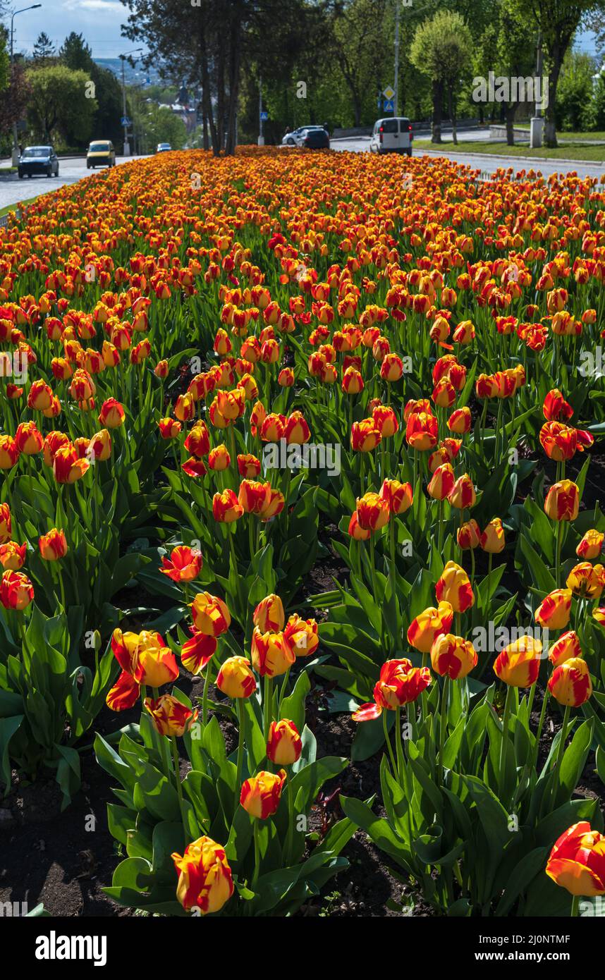 Kamianets-Podilskyi, région de Khmelnytsky, Ukraine. Avenue avec beau lit de fleur de printemps avec beaucoup de fleurs de tulipe de couleur. Banque D'Images