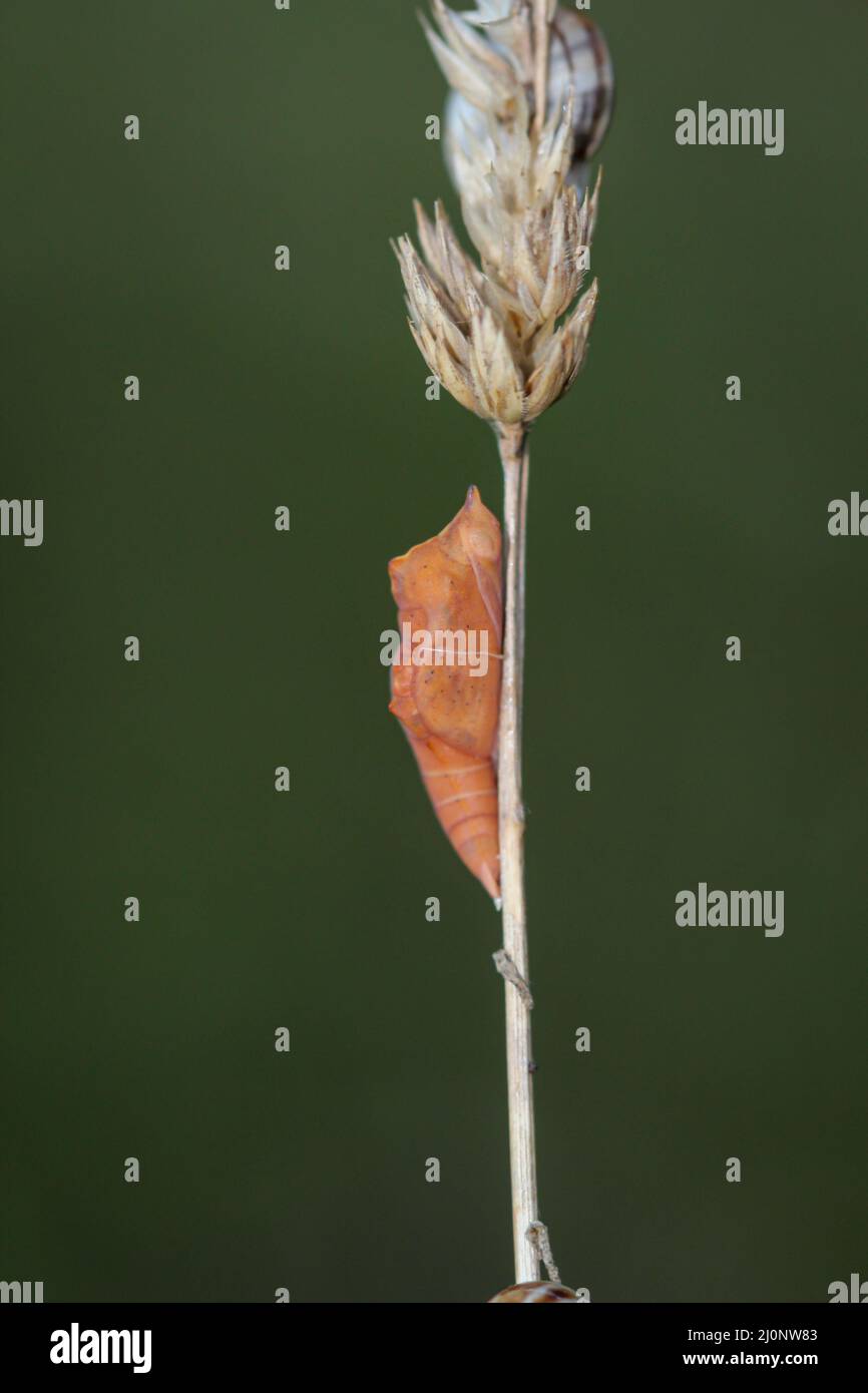 La pupa d'une chenille sur une lame d'herbe. Banque D'Images