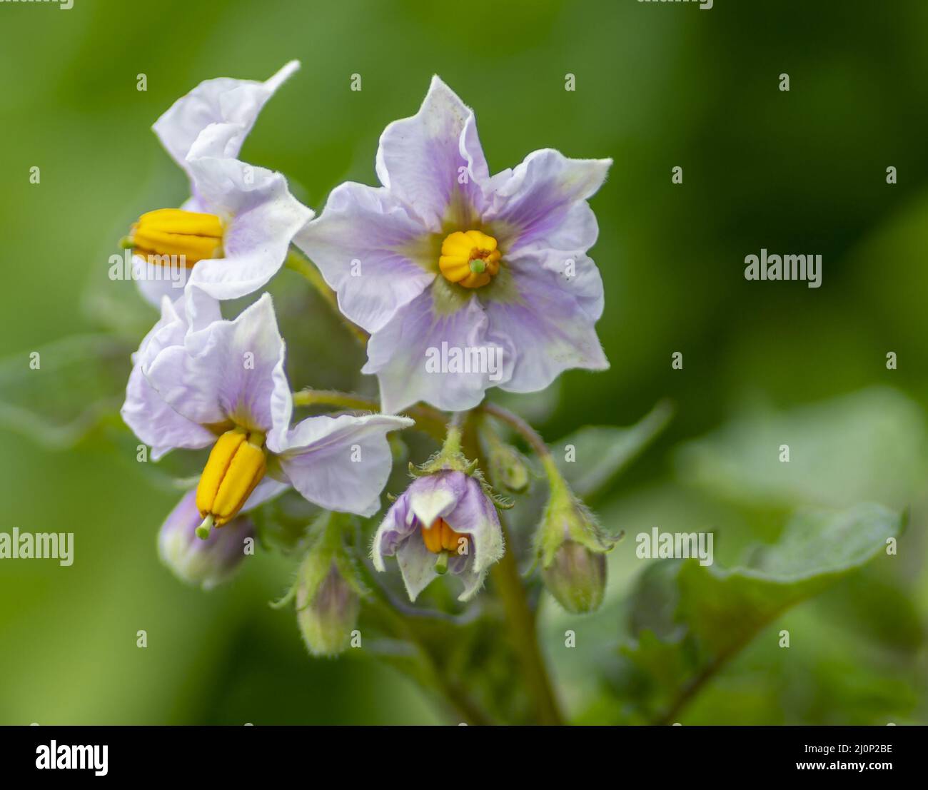 Pommes de terre solanum tuberosum Banque de photographies et d’images à