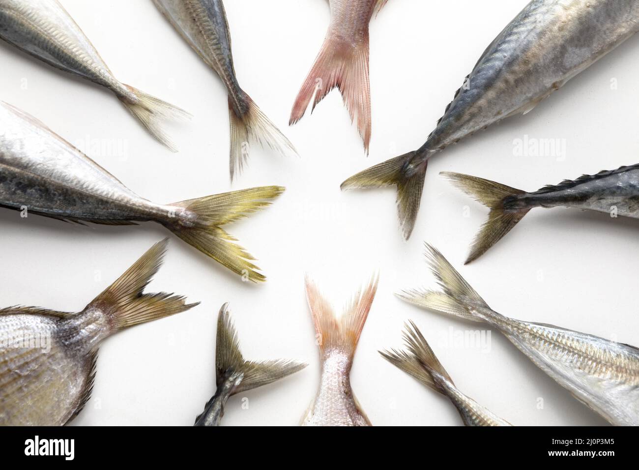 Queues de poisson Banque de photographies et d'images à haute résolution -  Alamy