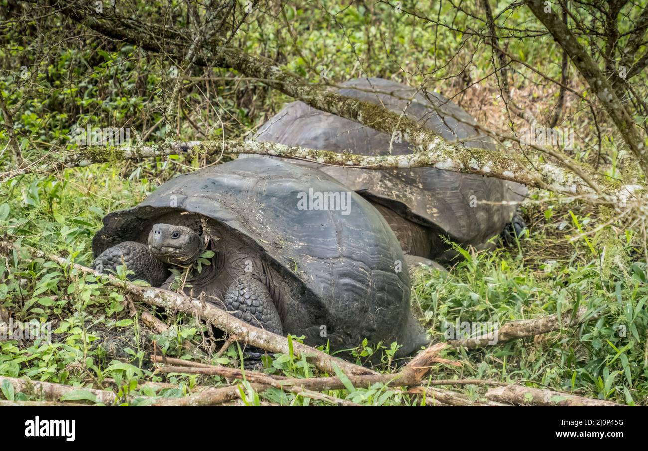 Tortues géantes Galapagos, Isla Santa Cruz, Galapagos, Équateur Banque D'Images